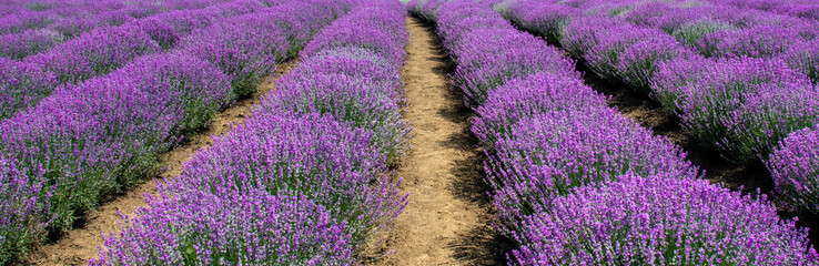 Fototapeta na wymiar a field of lavender flowers
