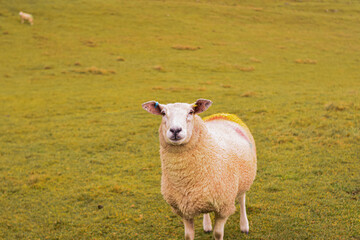 Photo of some beautiful white sheeps standing quiet and relax in nature in a UK landscape