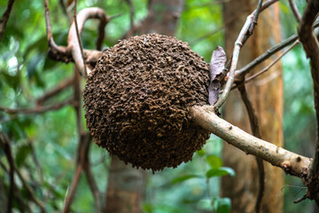 Aboreal Termite Nest, Pulau Ubin, Singapore