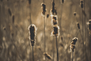 Closeup of cattails in a field