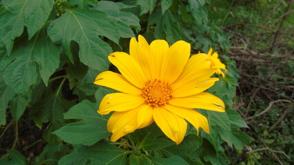 yellow flowers in the garden