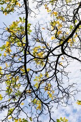 autumn leaves on blue sky
