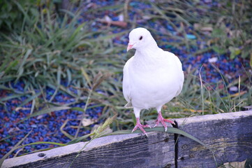 white dove on the beach