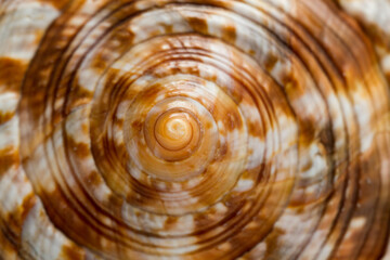 Close up of a spiral and curly shell texture, white with brown perfect lines © Diogo Oliveira