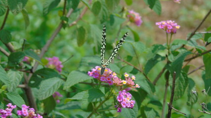pink flowers on a green meadow