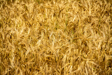 a field with yellowed wheat