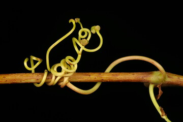 Virginia Creeper (Parthenocissus quinquefolia). Stem and Tendrils Closeup