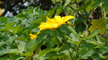 yellow flower in the garden