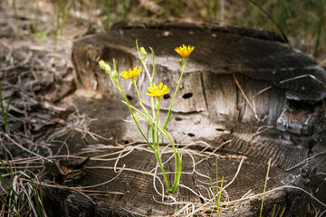 Wildflowers on a wooden background with natural light.