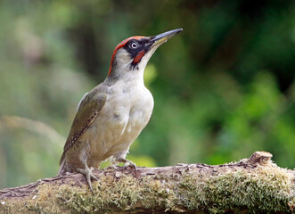Male green woodpecker searching for insects
