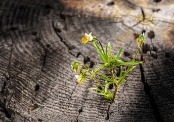 Wildflowers on a wooden background with natural light.