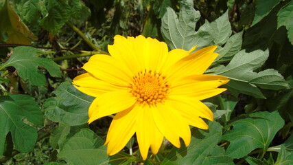 yellow flower in the garden