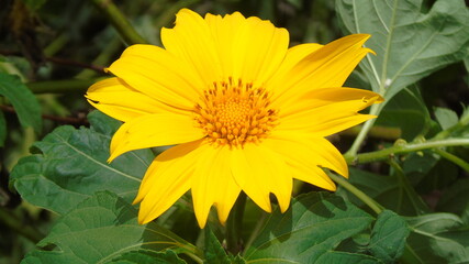yellow flower in the garden