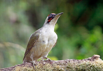 Male green woodpecker searching for insects