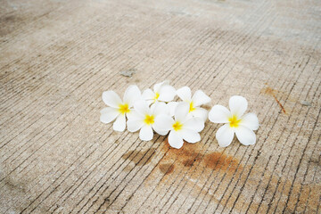 Fototapeta na wymiar White flowers laid on a cement background