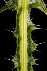 Spear Thistle (Cirsium vulgare). Stem Closeup