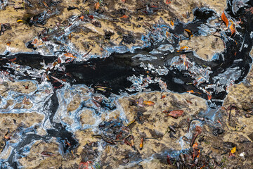 Water Pollution on a Muddy Beach