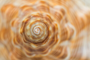 Close up of a spiral and curly shell texture, white with brown spots