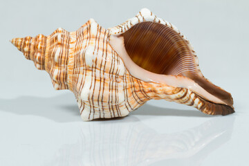 Close up of a spiral and curly shell in white background. White and brown coloration with various spots and stripes