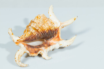 Close up of a spiral and curly shell in white background. White and brown coloration with various spots and stripes