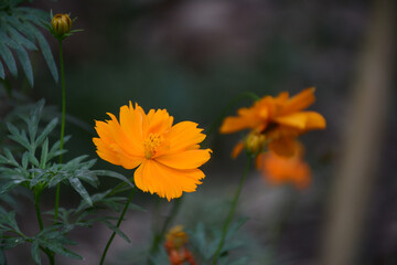 Beautiful yellow cosmos flowers in the garden with a blur background
