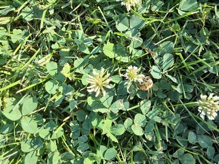 green leaves background