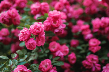 Beautiful blooming pink rose on a bush in the garden