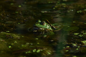 a green frog sits on seaweed on the river