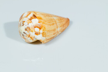 Close up of a spiral and curly shell in white background. White and brown coloration with various spots and stripes