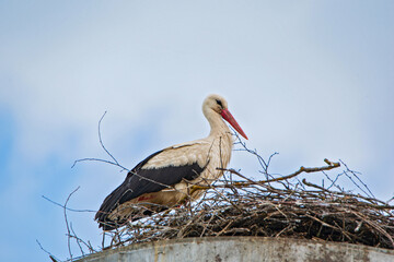 A stork in a nest against a cloudy gray sky. Photographed close-up.