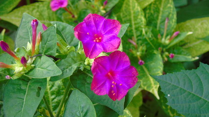 pink and yellow flower