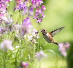 Rufous Hummingbird 3081