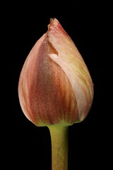 Fototapeta premium Flowering Rush (Butomus umbellatus). Floral Bud Closeup