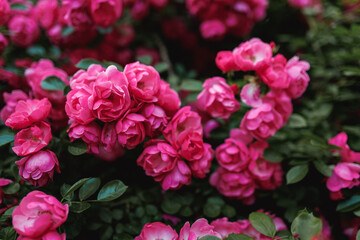 Bushes of pink roses. Flowering time, natural flower fence. Gardening, plants for landscape design.