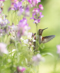 Rufous Hummingbird 3102