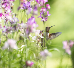 Rufous Hummingbird 3102