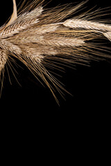 Cereal, ear of wheat on black background. Its grain is used to make flour, wholemeal flour, semolina, beer and a wide variety of foods.