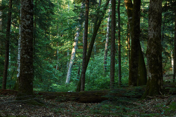 Obraz premium Beautiful summer confireous forest
