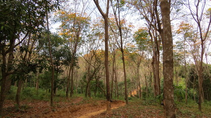 Fototapeta na wymiar Thailand Forest
