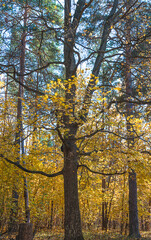 Autumn forest concept. Trees with yellow leaves. Vertical picture
