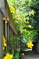 Yellow Flowers on a Fence
