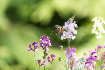 Rufous Hummingbird 3153