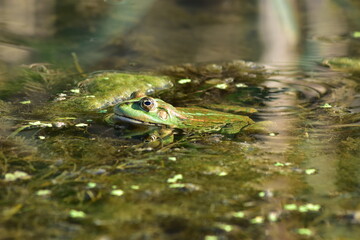 a green frog sits on seaweed on the river