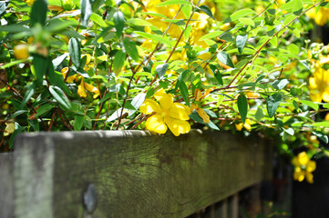 Yellow Flowers in a Garden