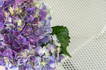 A close up of hydrangea And the white lattice background.