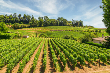 Fototapeta na wymiar Vineyards of Saint Emilion, Bordeaux Aquitaine, region of France, in a sunny summer day.