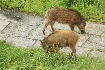 Polska - Mazury - Warmia. Dziki. © Rafa