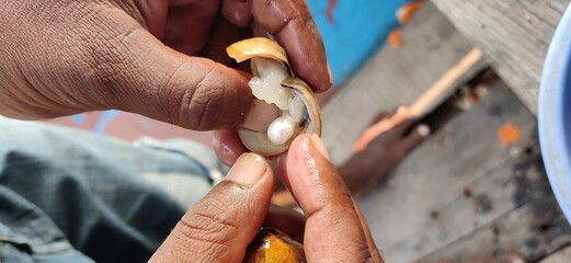 MAN TAKING A PEARL OUT OF A OYSTER A CHILKA