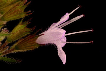 Water Mint (Mentha aquatica). Flower Closeup