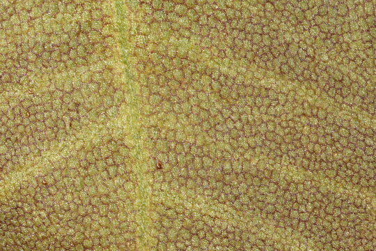 Frogbit (Hydrocharis morsus-ranae). Leaf Detail Closeup